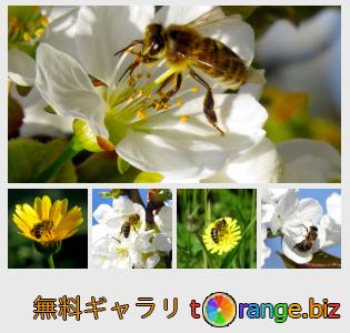 イメージの銀行にtOrangeはセクションからフリーの写真を提供しています： ミツバチ
