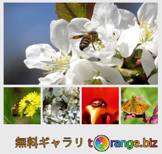 イメージの銀行にtOrangeはセクションからフリーの写真を提供しています： 花の上の昆虫