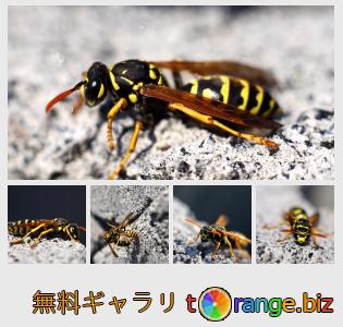 イメージの銀行にtOrangeはセクションからフリーの写真を提供しています： 昆虫ハチ