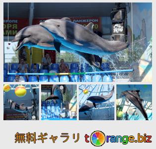 イメージの銀行にtOrangeはセクションからフリーの写真を提供しています： イルカのジャンプ