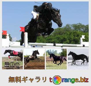 イメージの銀行にtOrangeはセクションからフリーの写真を提供しています： ジャンプ馬