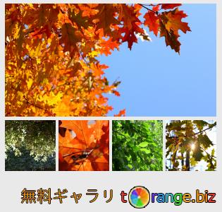 イメージの銀行にtOrangeはセクションからフリーの写真を提供しています： 日とツリー上の葉