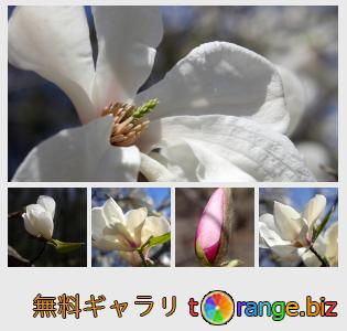 イメージの銀行にtOrangeはセクションからフリーの写真を提供しています： マグノリアの花