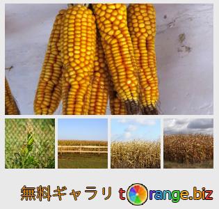 イメージの銀行にtOrangeはセクションからフリーの写真を提供しています： トウモロコシ