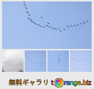 イメージの銀行にtOrangeはセクションからフリーの写真を提供しています： 渡り鳥
