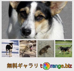 イメージの銀行にtOrangeはセクションからフリーの写真を提供しています： 雑種犬犬