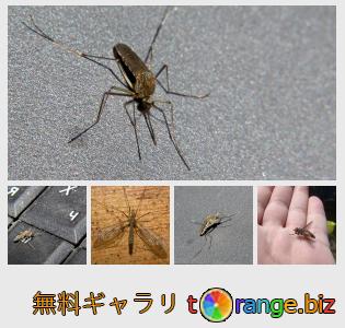 イメージの銀行にtOrangeはセクションからフリーの写真を提供しています： 蚊