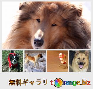 イメージの銀行にtOrangeはセクションからフリーの写真を提供しています： 血統の犬