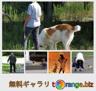 イメージの銀行にtOrangeはセクションからフリーの写真を提供しています： 犬と人