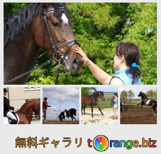 イメージの銀行にtOrangeはセクションからフリーの写真を提供しています： 人と馬