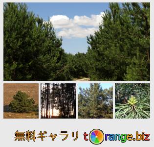 イメージの銀行にtOrangeはセクションからフリーの写真を提供しています： 松の木