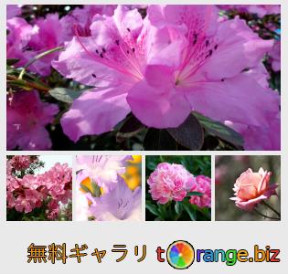 イメージの銀行にtOrangeはセクションからフリーの写真を提供しています： ピンクの花