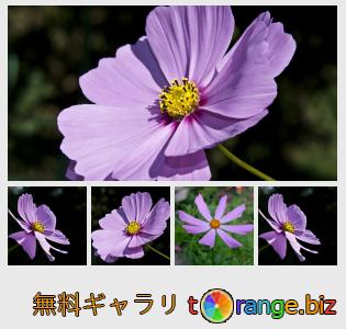 イメージの銀行にtOrangeはセクションからフリーの写真を提供しています： 植物のコスモスの花