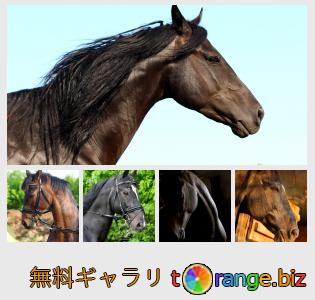 イメージの銀行にtOrangeはセクションからフリーの写真を提供しています： 馬の肖像画