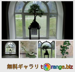 イメージの銀行にtOrangeはセクションからフリーの写真を提供しています： 鉢植えの木