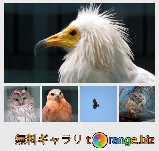 イメージの銀行にtOrangeはセクションからフリーの写真を提供しています： 猛禽類