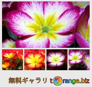 イメージの銀行にtOrangeはセクションからフリーの写真を提供しています： サクラソウの花