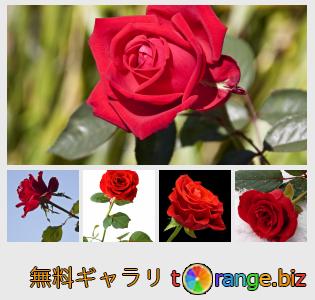 イメージの銀行にtOrangeはセクションからフリーの写真を提供しています： 赤いバラ
