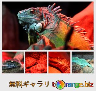 イメージの銀行にtOrangeはセクションからフリーの写真を提供しています： テラリウムで爬虫類