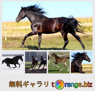 イメージの銀行にtOrangeはセクションからフリーの写真を提供しています： 馬を実行
