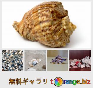 イメージの銀行にtOrangeはセクションからフリーの写真を提供しています： 貝殻