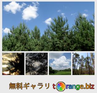 イメージの銀行にtOrangeはセクションからフリーの写真を提供しています： 森の上空