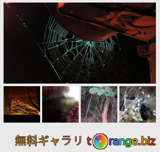 イメージの銀行にtOrangeはセクションからフリーの写真を提供しています： クモの網