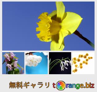 イメージの銀行にtOrangeはセクションからフリーの写真を提供しています： 春の花を単離し
