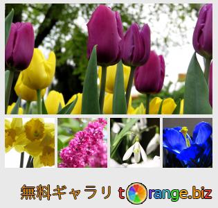 イメージの銀行にtOrangeはセクションからフリーの写真を提供しています： 春の花