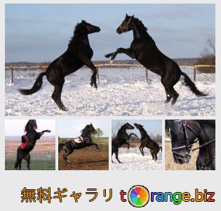イメージの銀行にtOrangeはセクションからフリーの写真を提供しています： 種馬