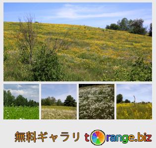 イメージの銀行にtOrangeはセクションからフリーの写真を提供しています： 夏の草原