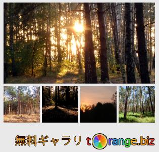 イメージの銀行にtOrangeはセクションからフリーの写真を提供しています： 森の中の日