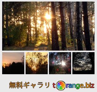 イメージの銀行にtOrangeはセクションからフリーの写真を提供しています： 森の中の日没