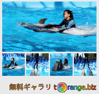イメージの銀行にtOrangeはセクションからフリーの写真を提供しています： イルカと泳ぎます