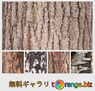 イメージの銀行にtOrangeはセクションからフリーの写真を提供しています： 樹皮のテクスチャ