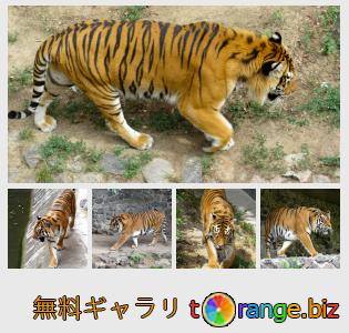 イメージの銀行にtOrangeはセクションからフリーの写真を提供しています： 動物園のトラ