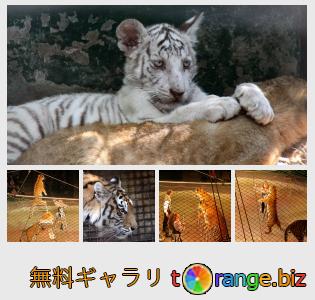 イメージの銀行にtOrangeはセクションからフリーの写真を提供しています： 阪神タイガース