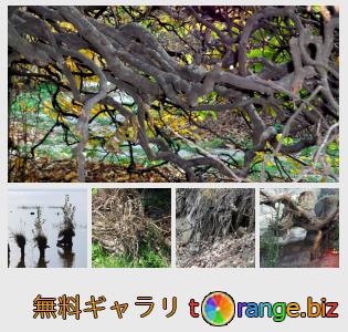 イメージの銀行にtOrangeはセクションからフリーの写真を提供しています： 木の根