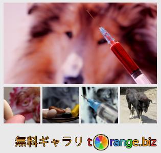 イメージの銀行にtOrangeはセクションからフリーの写真を提供しています： 獣医学