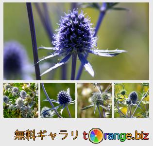 雑草の花の青 無料の写真 青のとげのある花の草原 無料の写真 マクロ Torange Biz