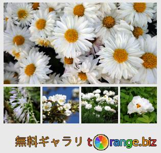 イメージの銀行にtOrangeはセクションからフリーの写真を提供しています： 白い花