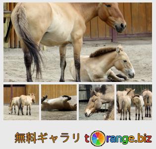 イメージの銀行にtOrangeはセクションからフリーの写真を提供しています： 野生の馬