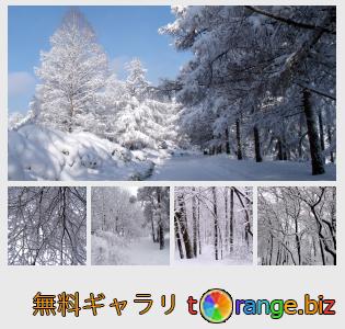 イメージの銀行にtOrangeはセクションからフリーの写真を提供しています： 冬の森