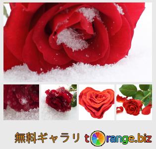イメージの銀行にtOrangeはセクションからフリーの写真を提供しています： 冬のバラ