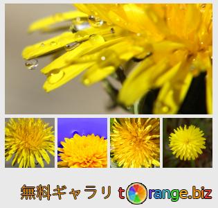 イメージの銀行にtOrangeはセクションからフリーの写真を提供しています： 黄色いタンポポの花