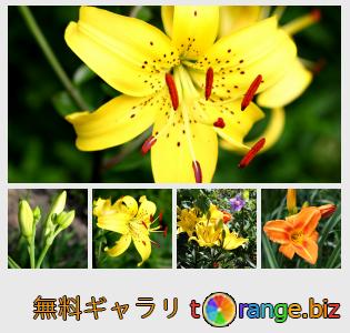 黄色のユリ 無料の写真 黄色のユリの花 無料の写真 夏 617 Torange Biz