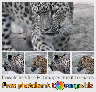 images free photo bank tOrange offers free photos from the section:  leopards