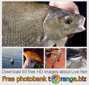 images free photo bank tOrange offers free photos from the section:  live-fish