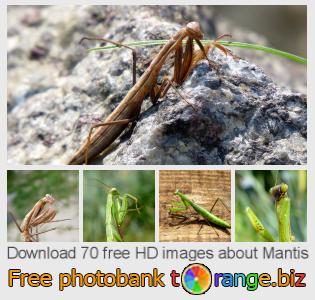 images free photo bank tOrange offers free photos from the section:  mantis