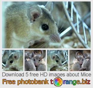 images free photo bank tOrange offers free photos from the section:  mice